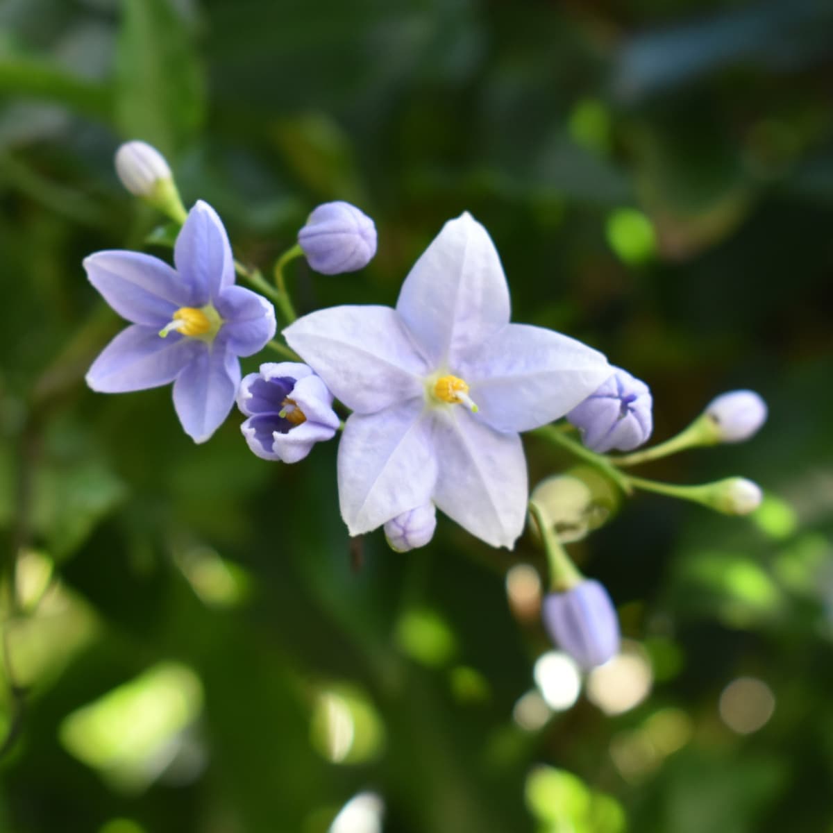 緑の中のツルハナナスの花房2019-3