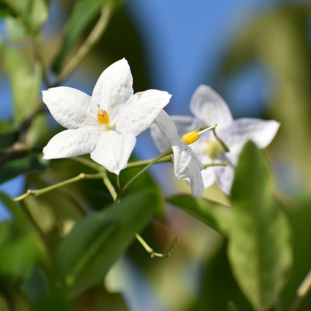 緑の中のツルハナナスの花房2019-4