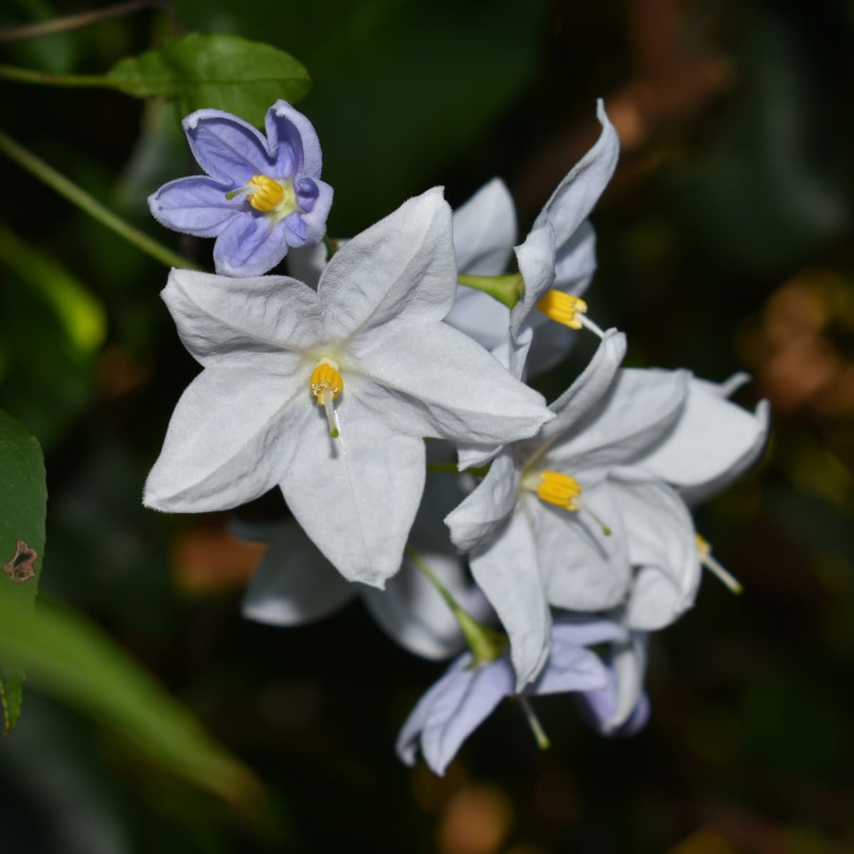 緑の中のツルハナナスの花房2019-5