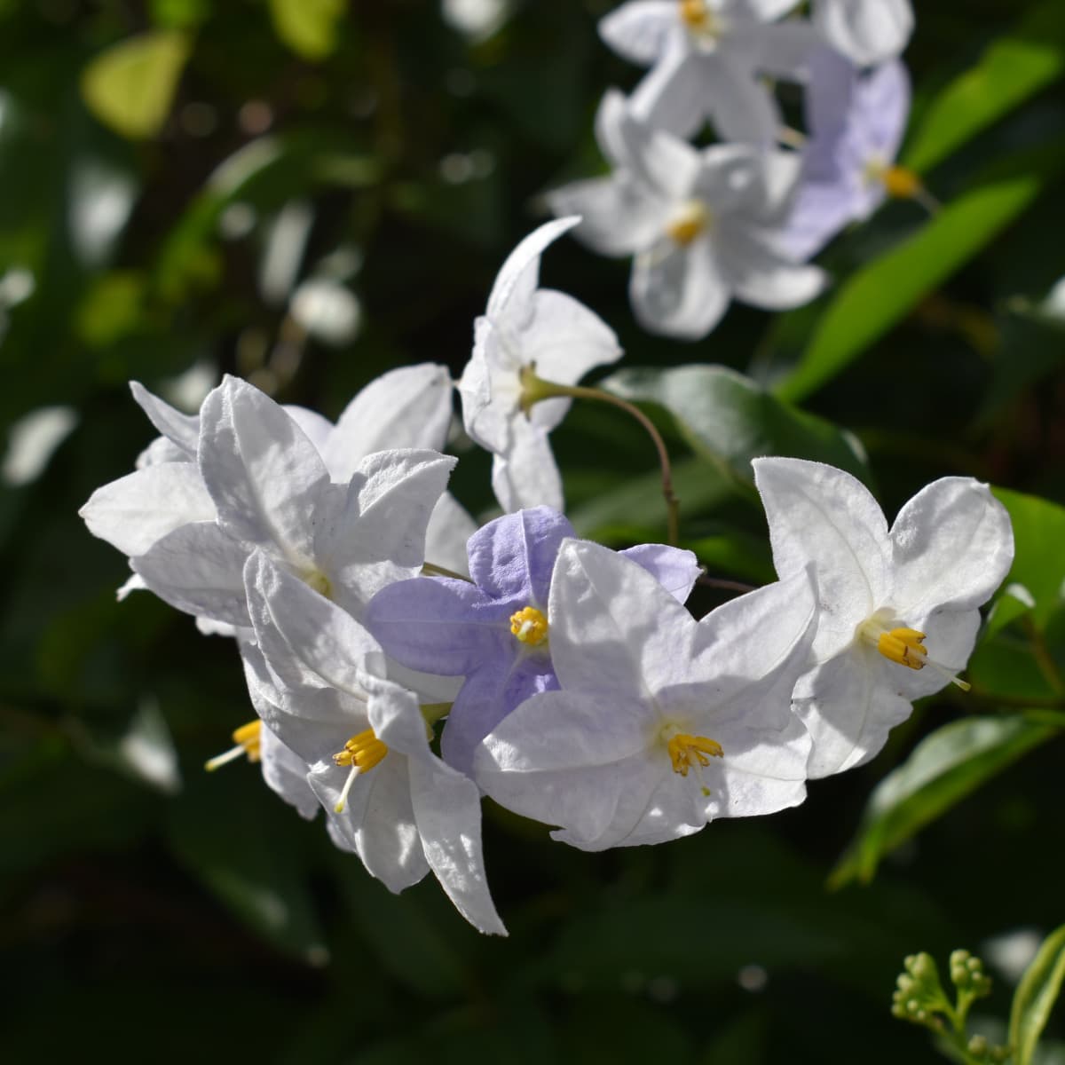 緑の中のツルハナナスの花房2019-6