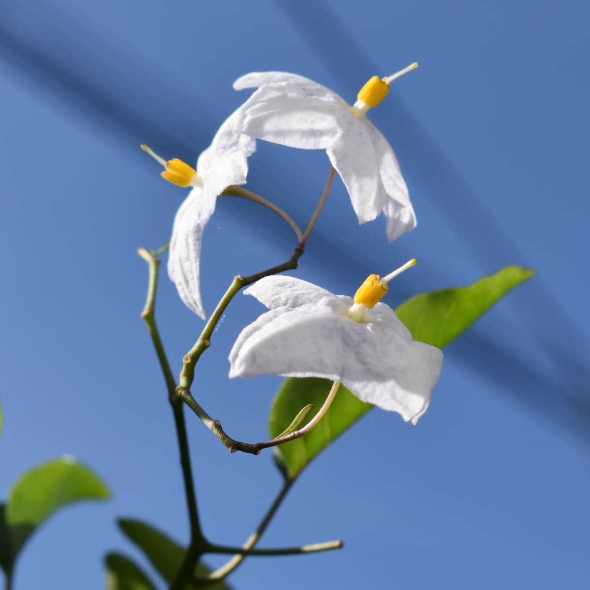 青空に浮かぶツルハナナスの花房2019-1