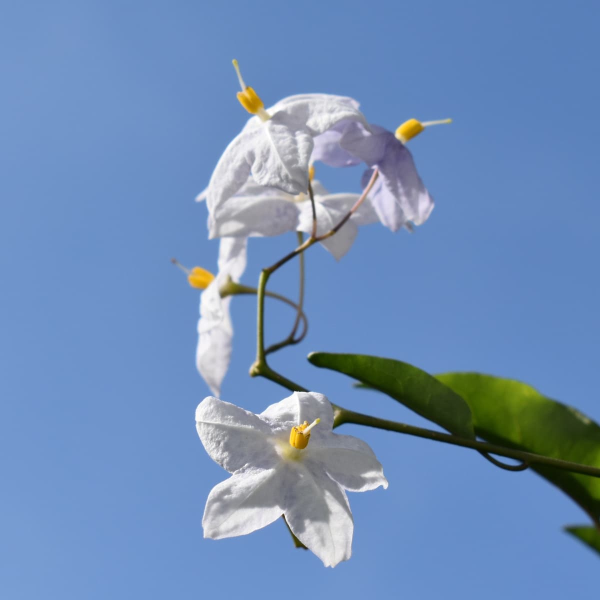 青空に浮かぶツルハナナスの花房2019-2