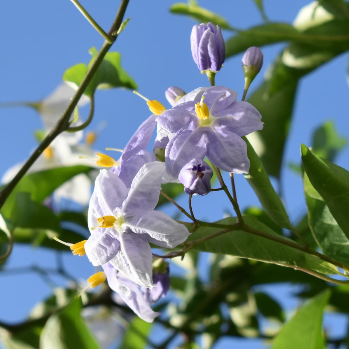 青空に浮かぶツルハナナスの花房2019-3