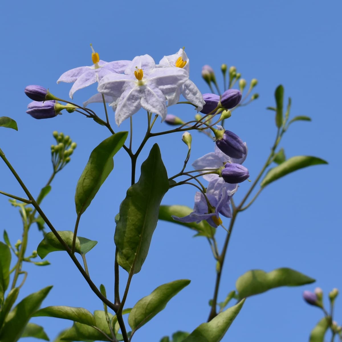 青空に浮かぶツルハナナスの花房2019-4
