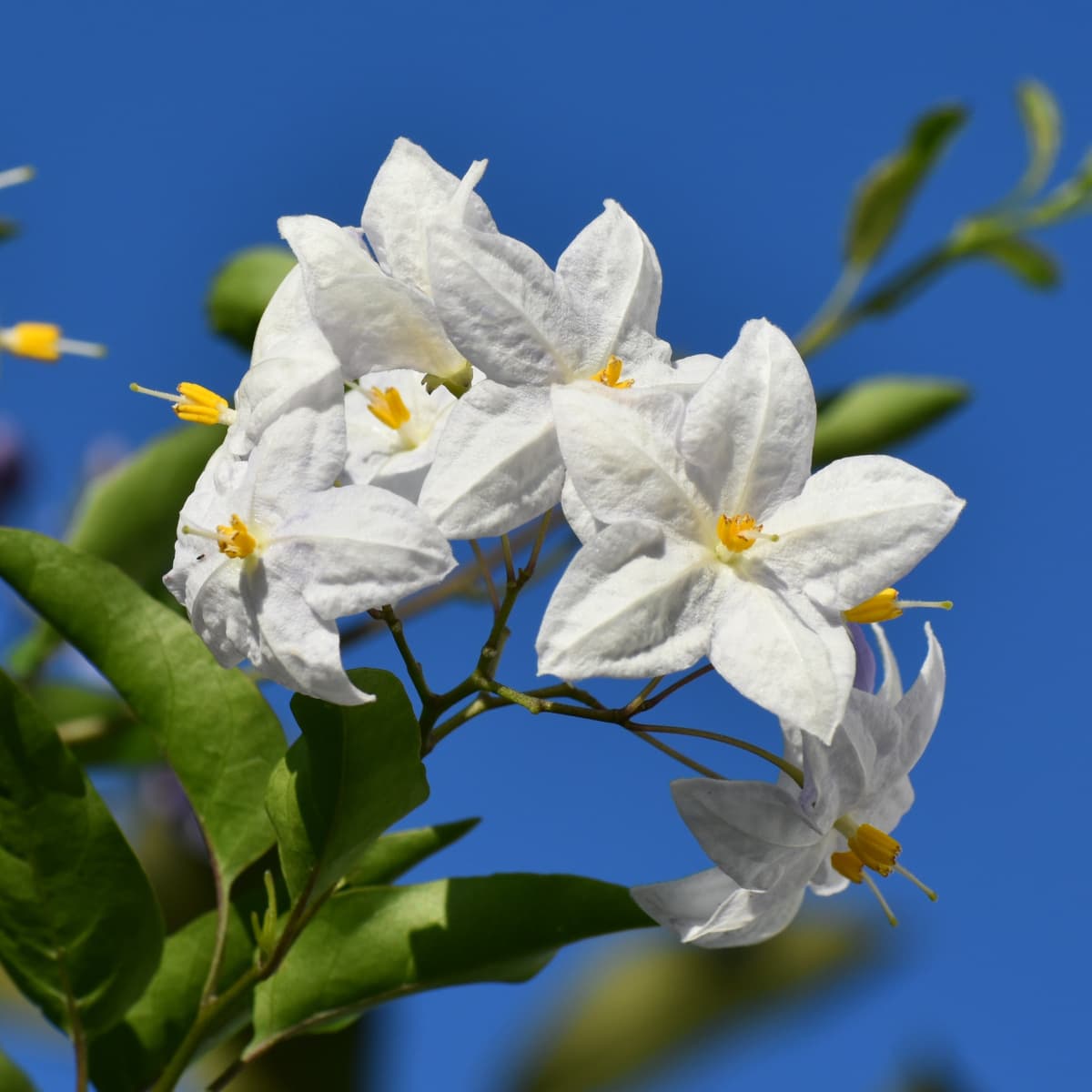 青空に浮かぶツルハナナスの花房2019-6