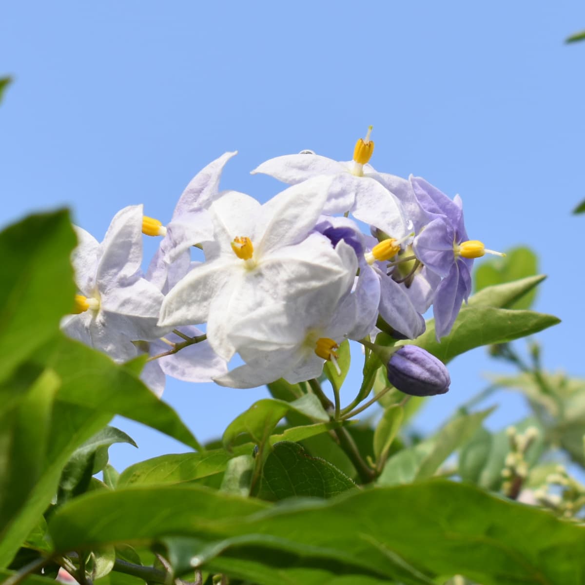 青空に浮かぶツルハナナスの花房2019-7