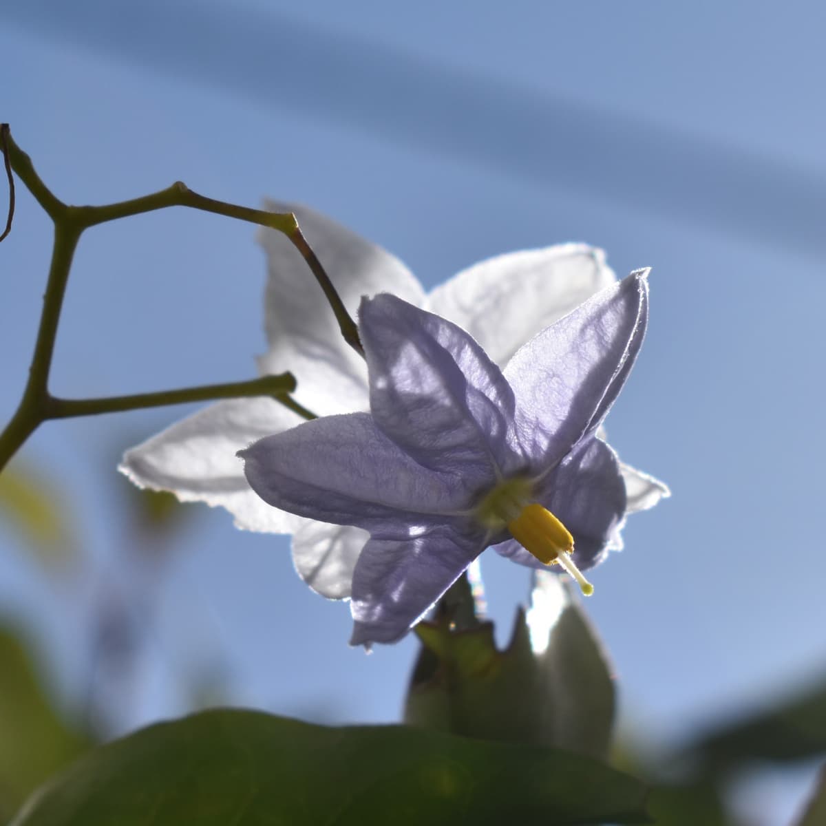 光に透かされたツルハナナスの花2019-1