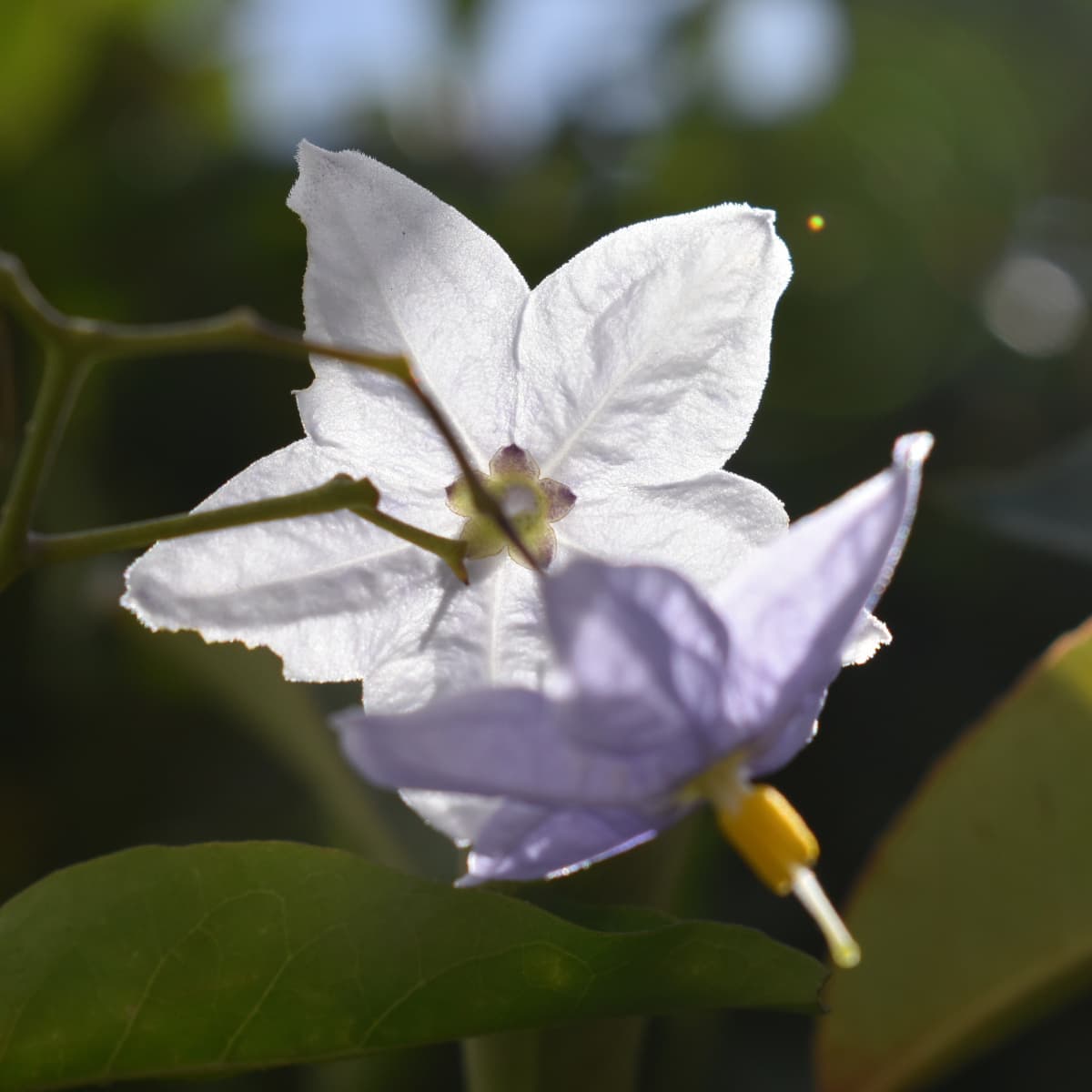 光に透かされたツルハナナスの花2019-2