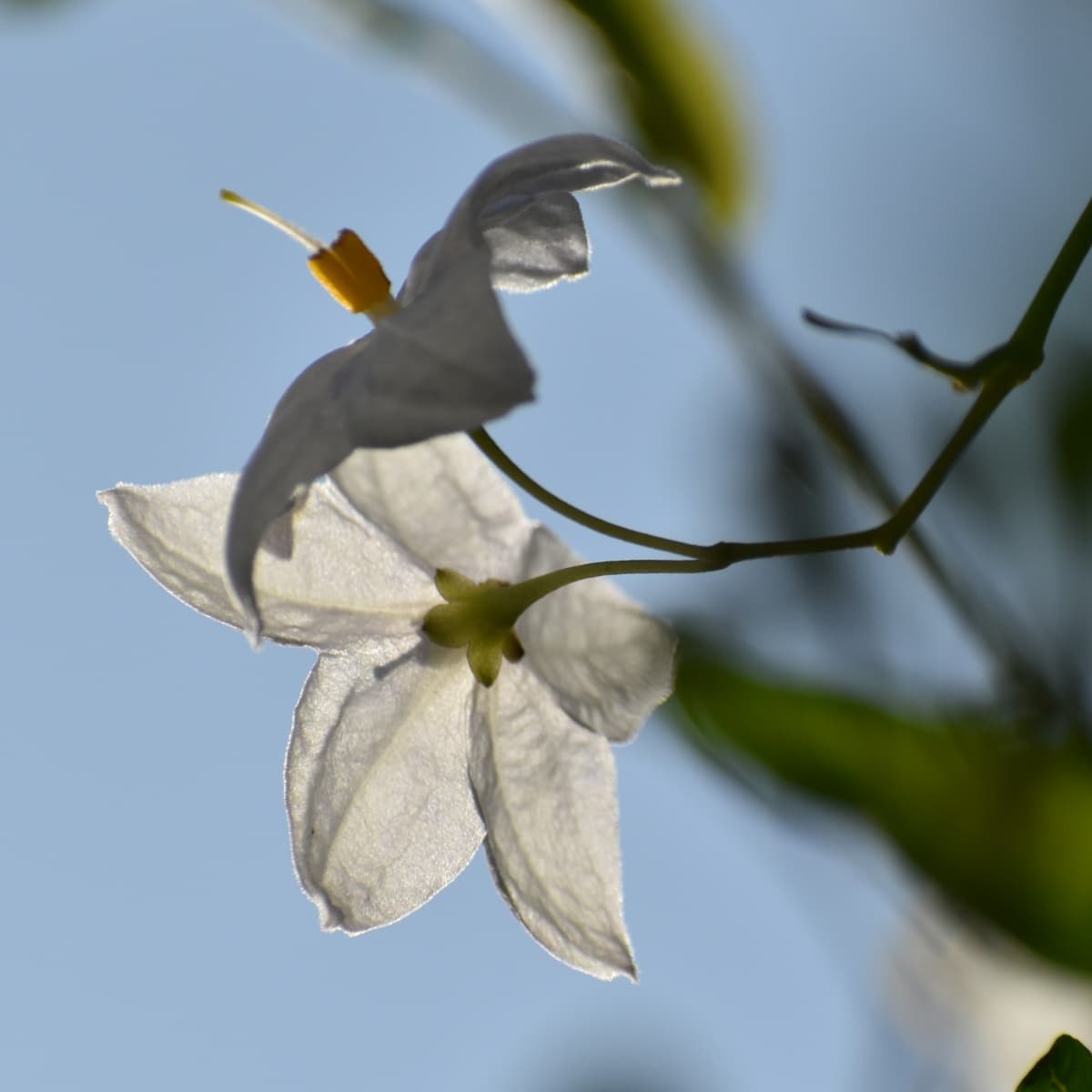 光に透かされたツルハナナスの花2019-3