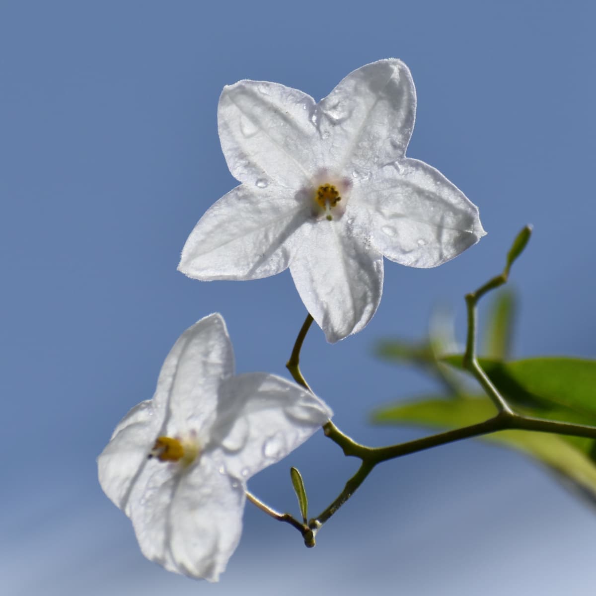 光に透かされたツルハナナスの花2019-4