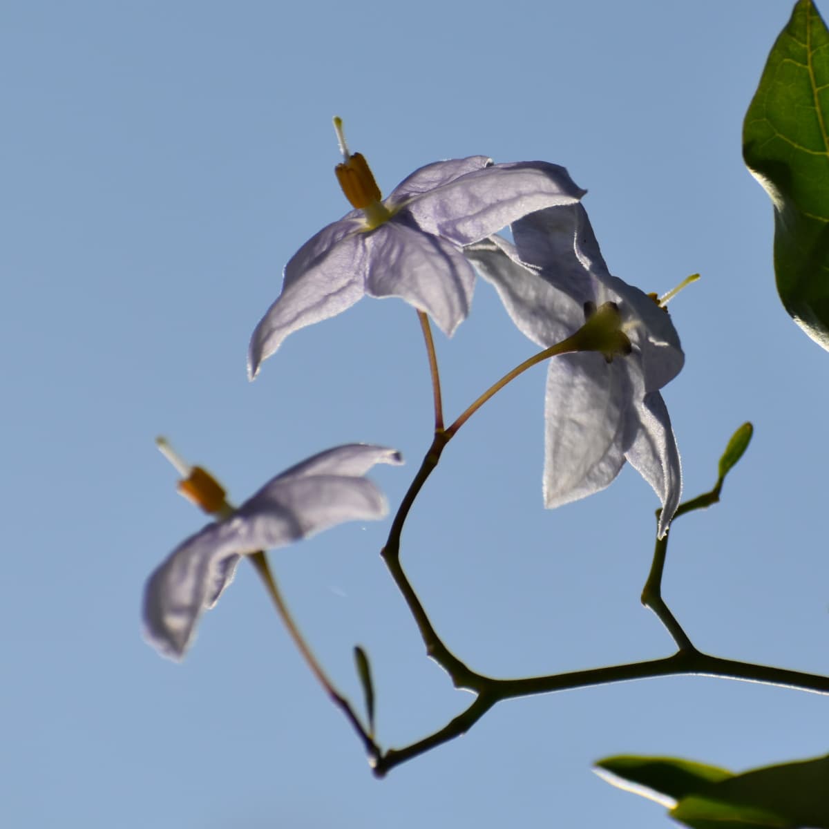 光に透かされたツルハナナスの花2019-5