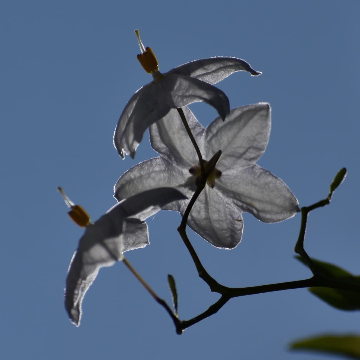 光に透かされたツルハナナスの花2019-6