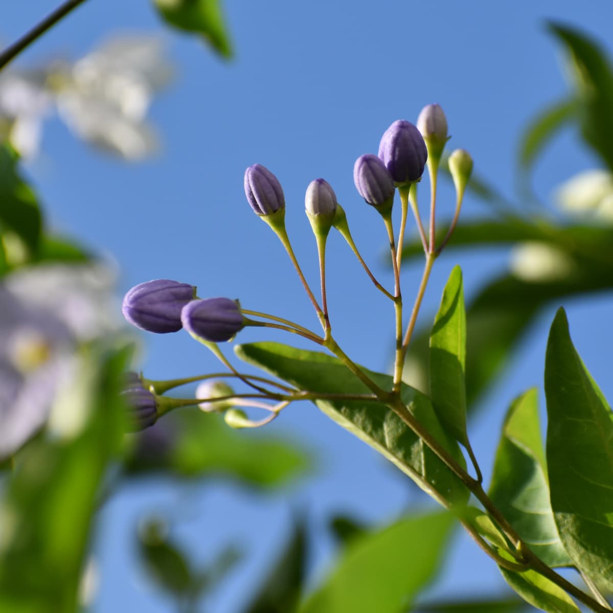 ツルハナナスの蕾2019-1