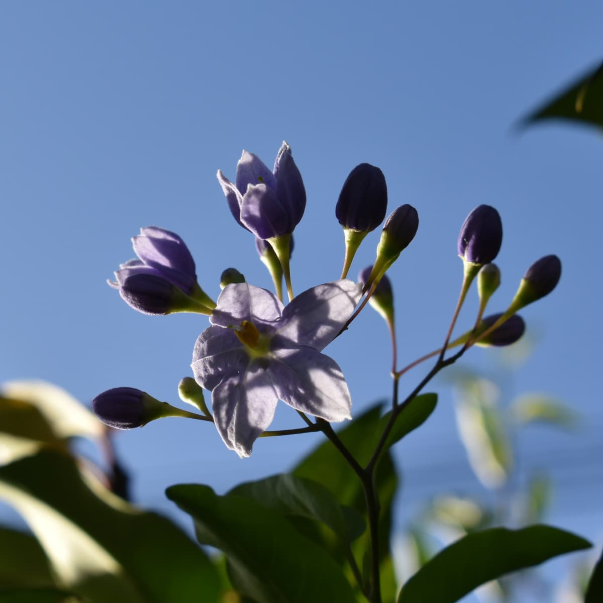 ツルハナナスの蕾2019-2