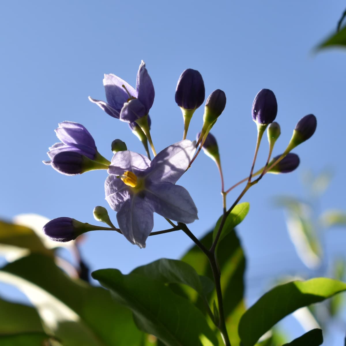 ツルハナナスの蕾2019-3