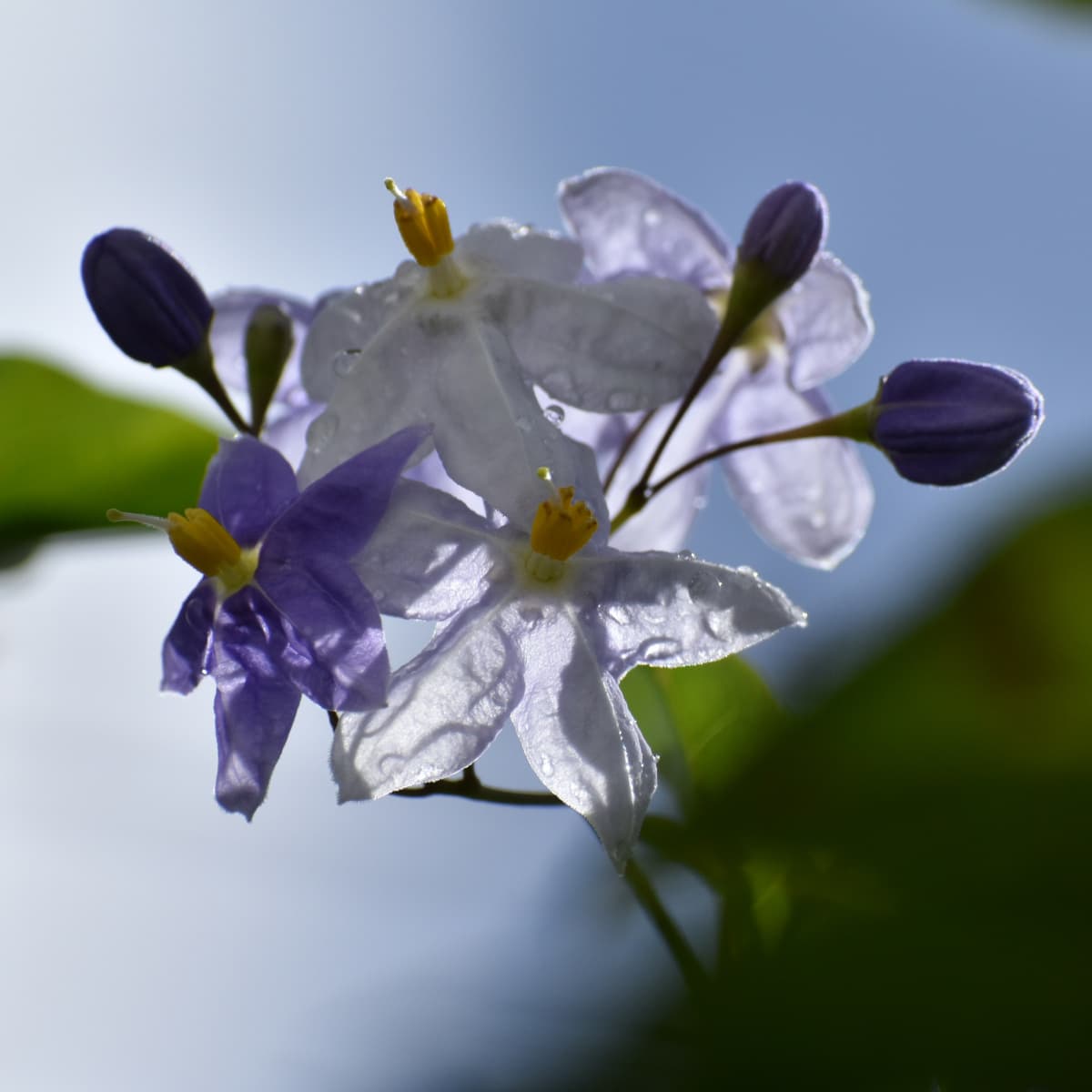 ツルハナナスの蕾2019-4