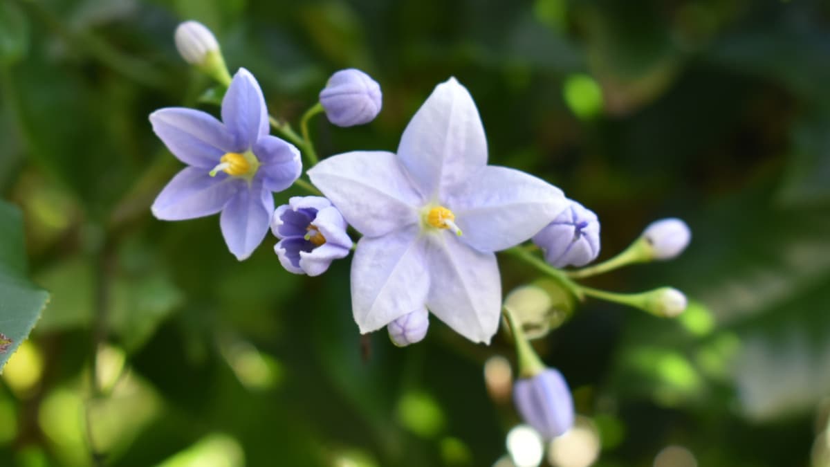 ツルハナナス201909の花房