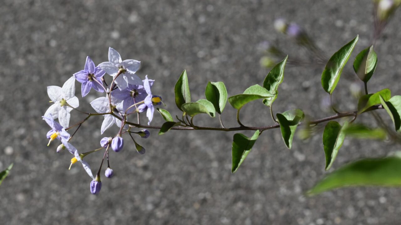 道路に突き出すツルハナナス202005-1