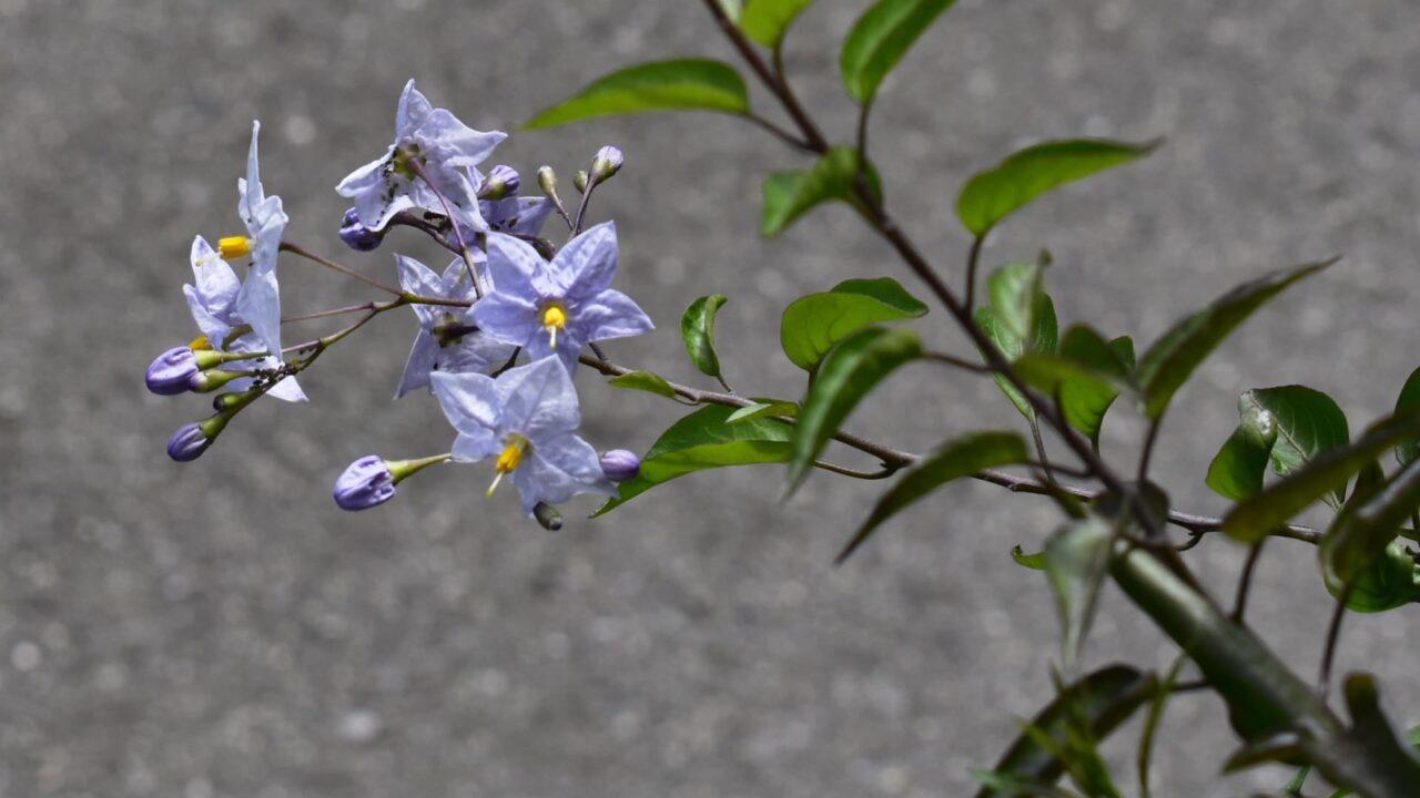 道路に突き出すツルハナナス202005-2