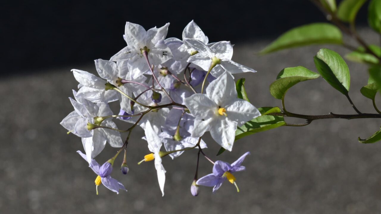 道路に突き出すツルハナナス202005-3