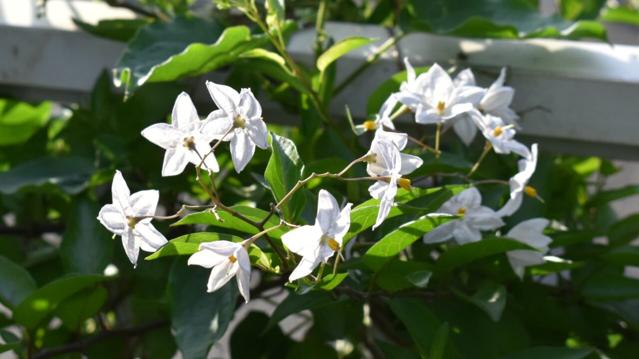 フェンスに絡まるツルハナナス202006-1