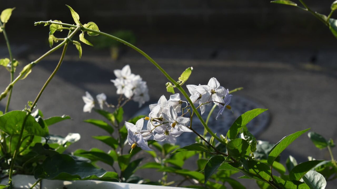 フェンスに絡まるツルハナナス202006-2