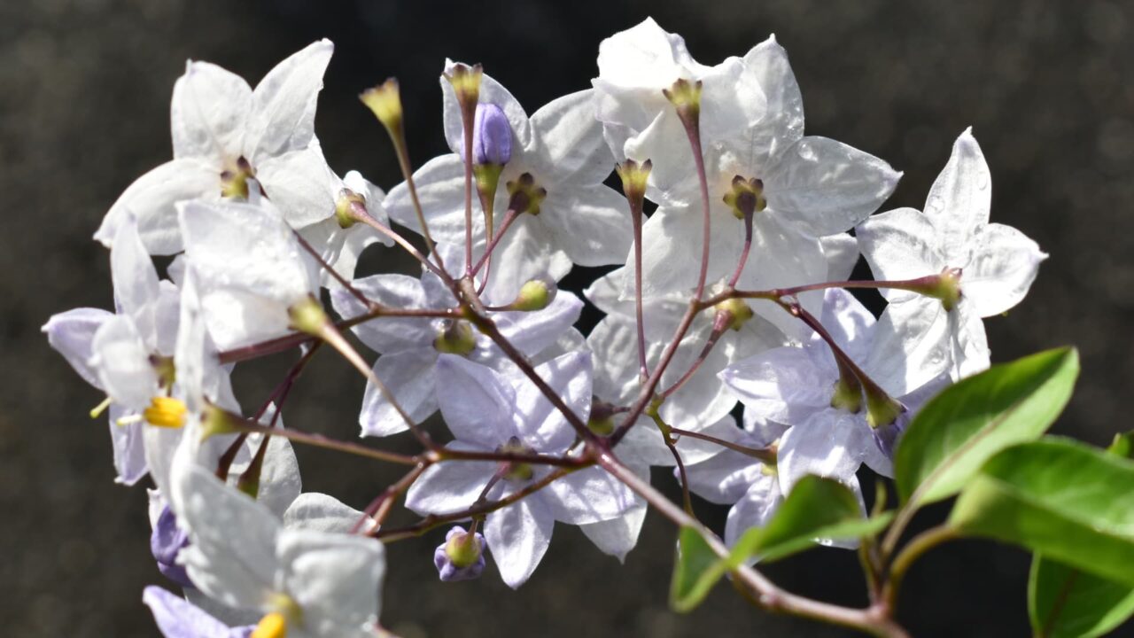 ツルハナナス裏から花房202006-4