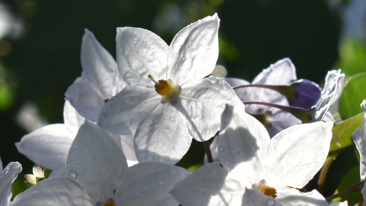 ツルハナナス表から202006-5