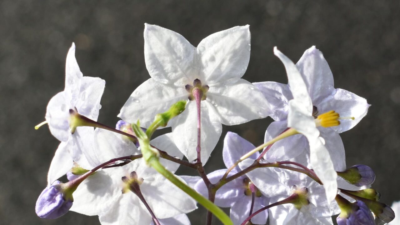 ツルハナナス裏から202006-6