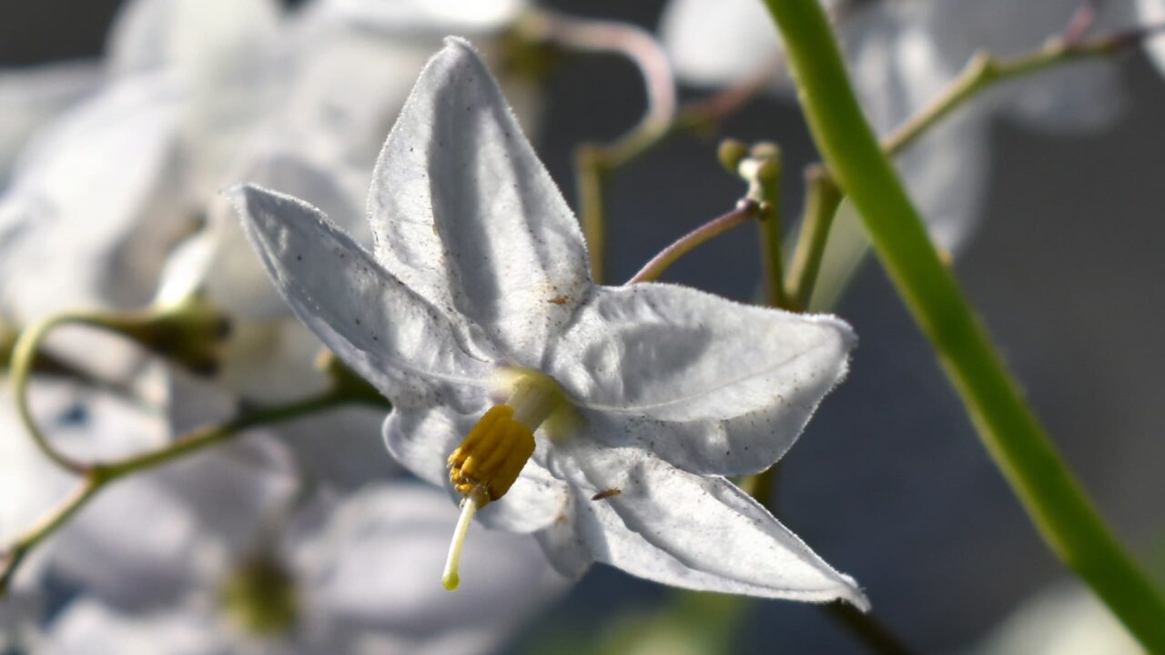 光に浮かぶツルハナナス一輪拡大202006-7