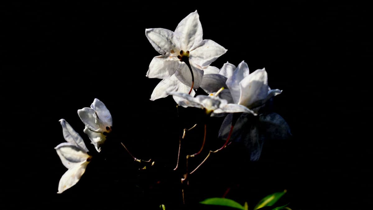 光に浮かぶツルハナナス202006（キャッチ画像）