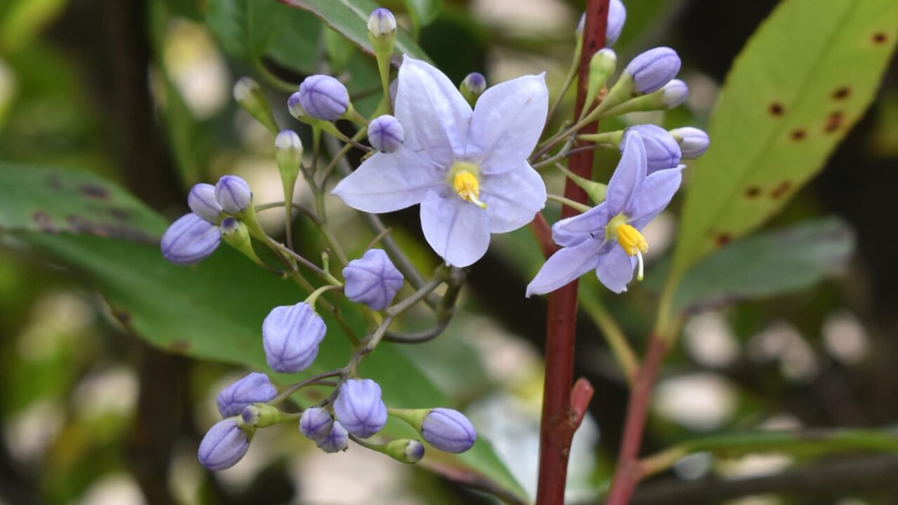 青花だけのツルハナナス202006-9