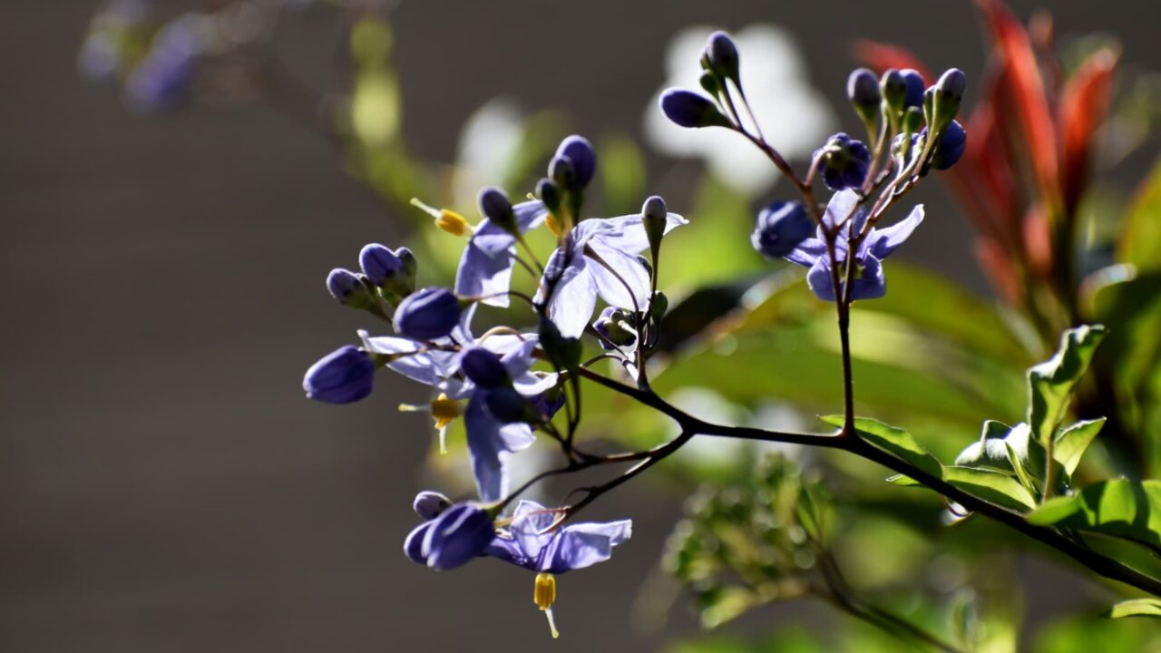 青い蕾満載のツルハナナス202008-1