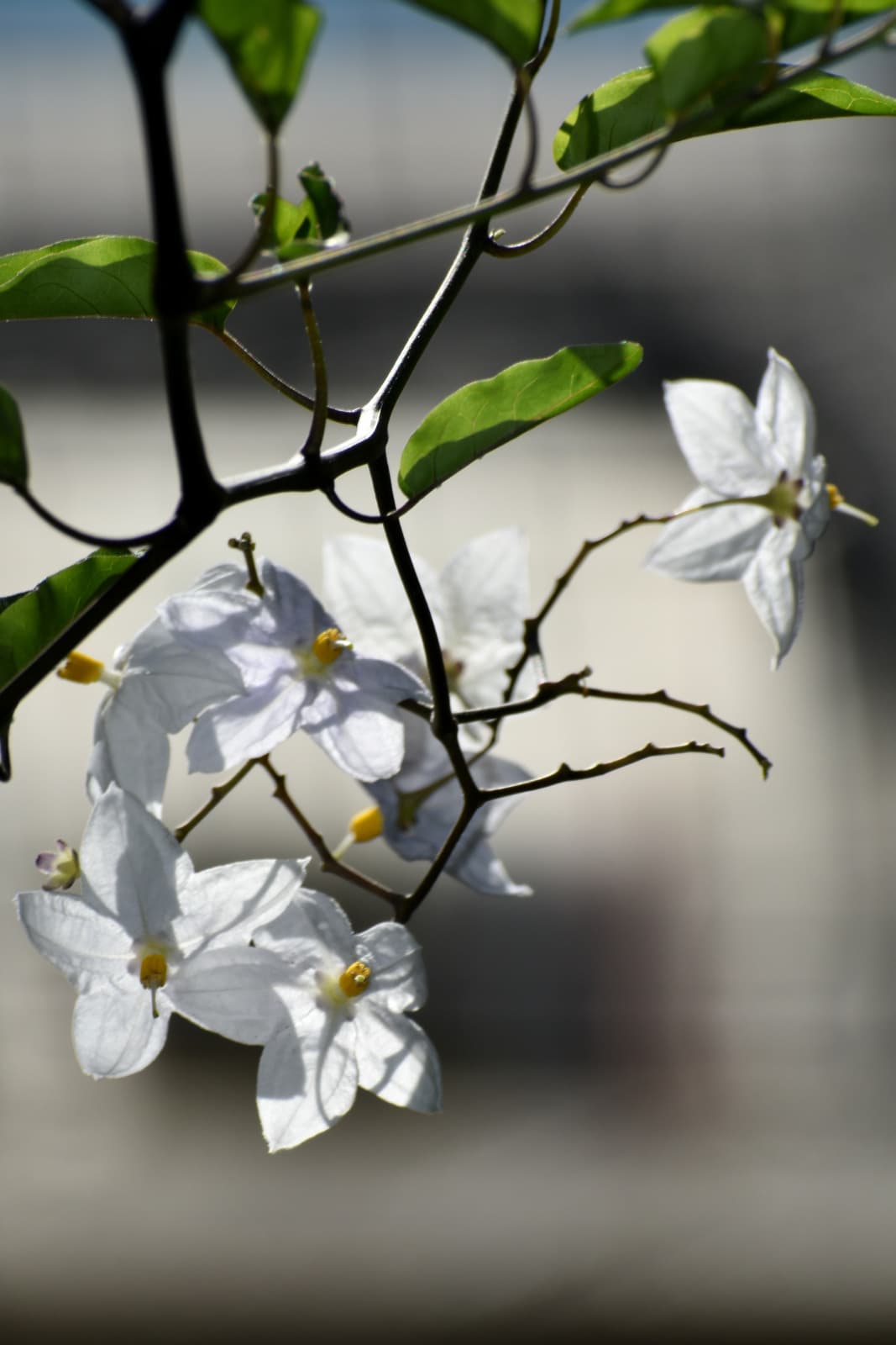 ツルハナナスの短冊202008-2