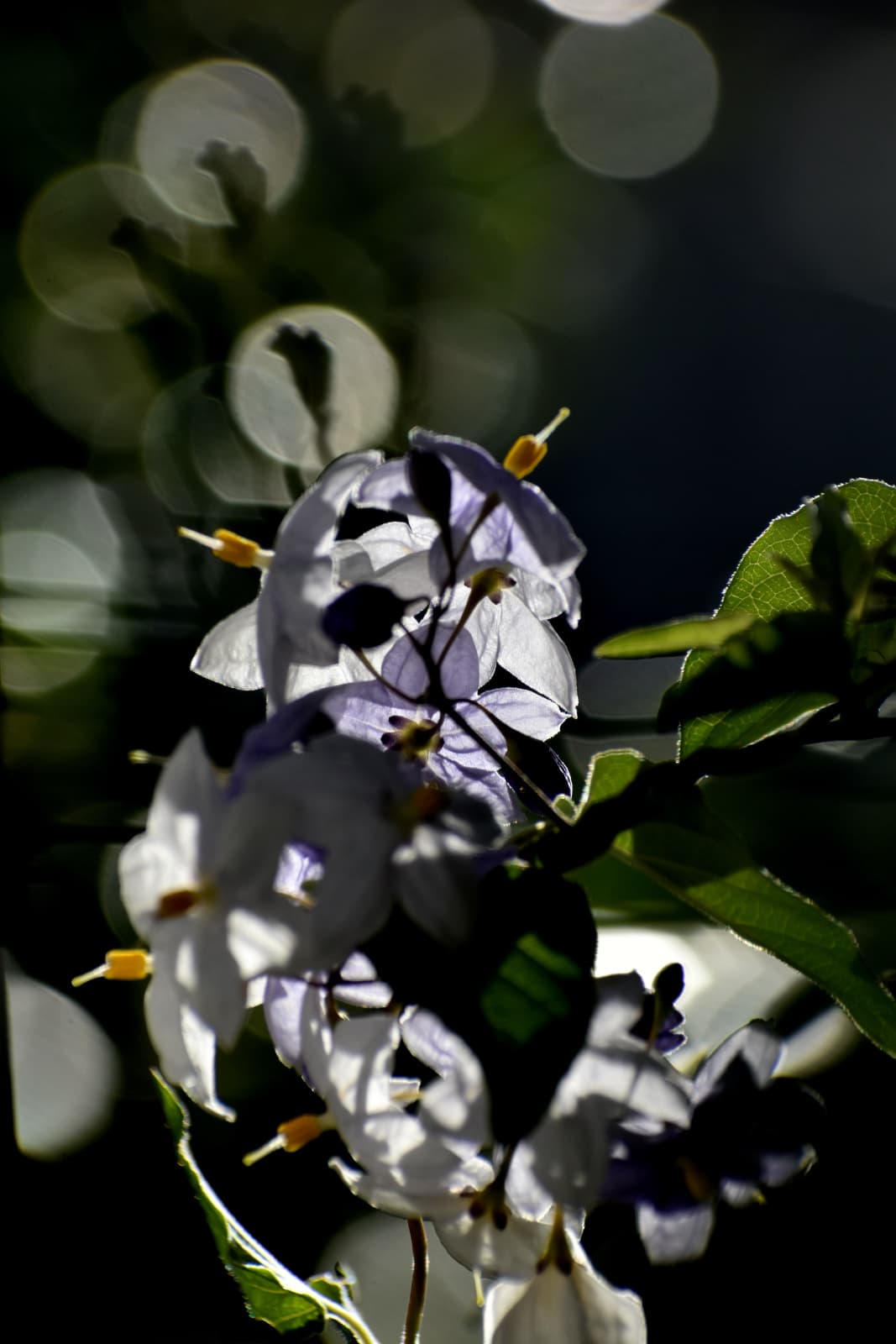 ツルハナナス短冊202008-3