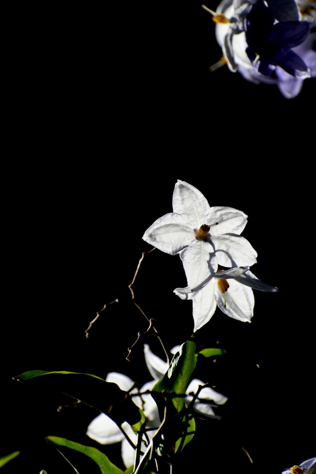 ツルハナナス短冊202008-4