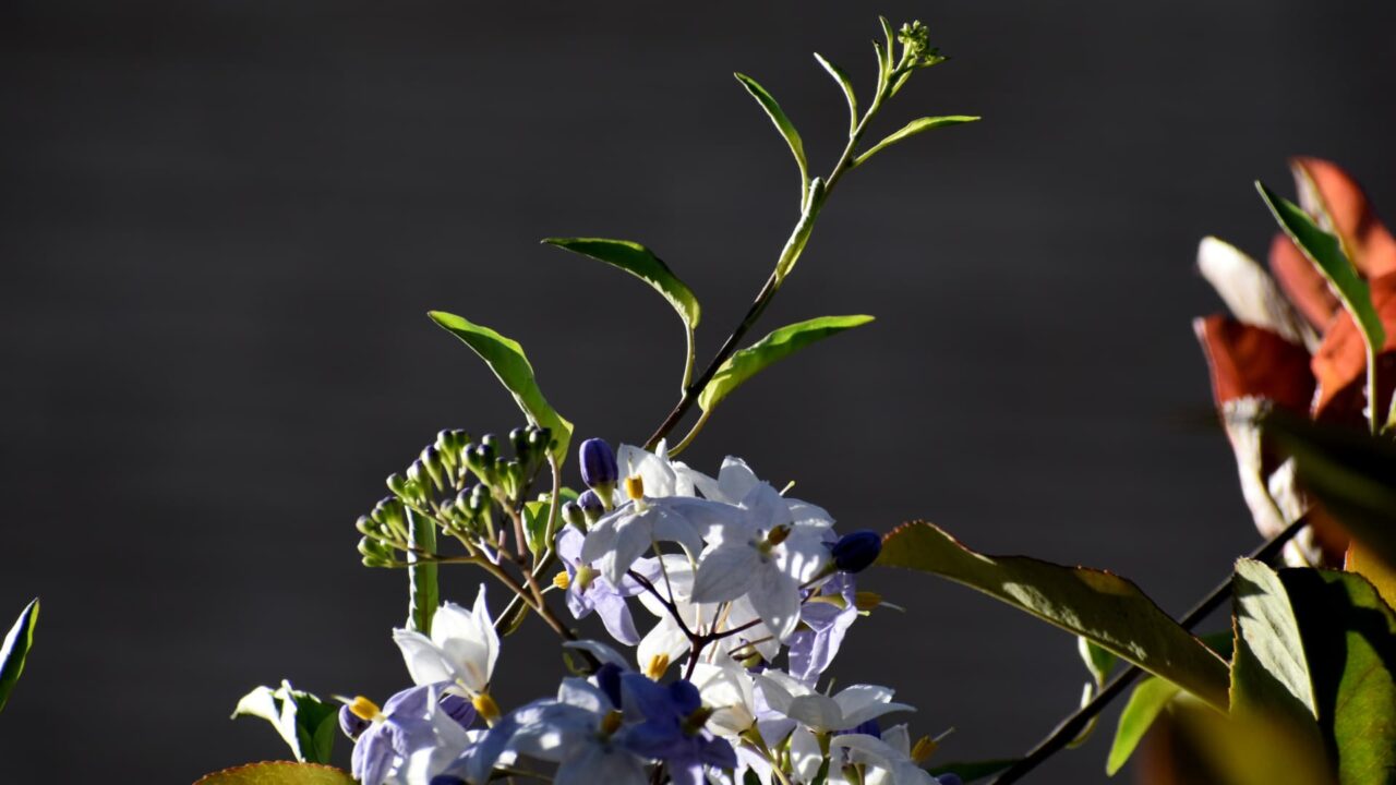 初々しい白・黄・薄紫のツルハナナスの花202008-1