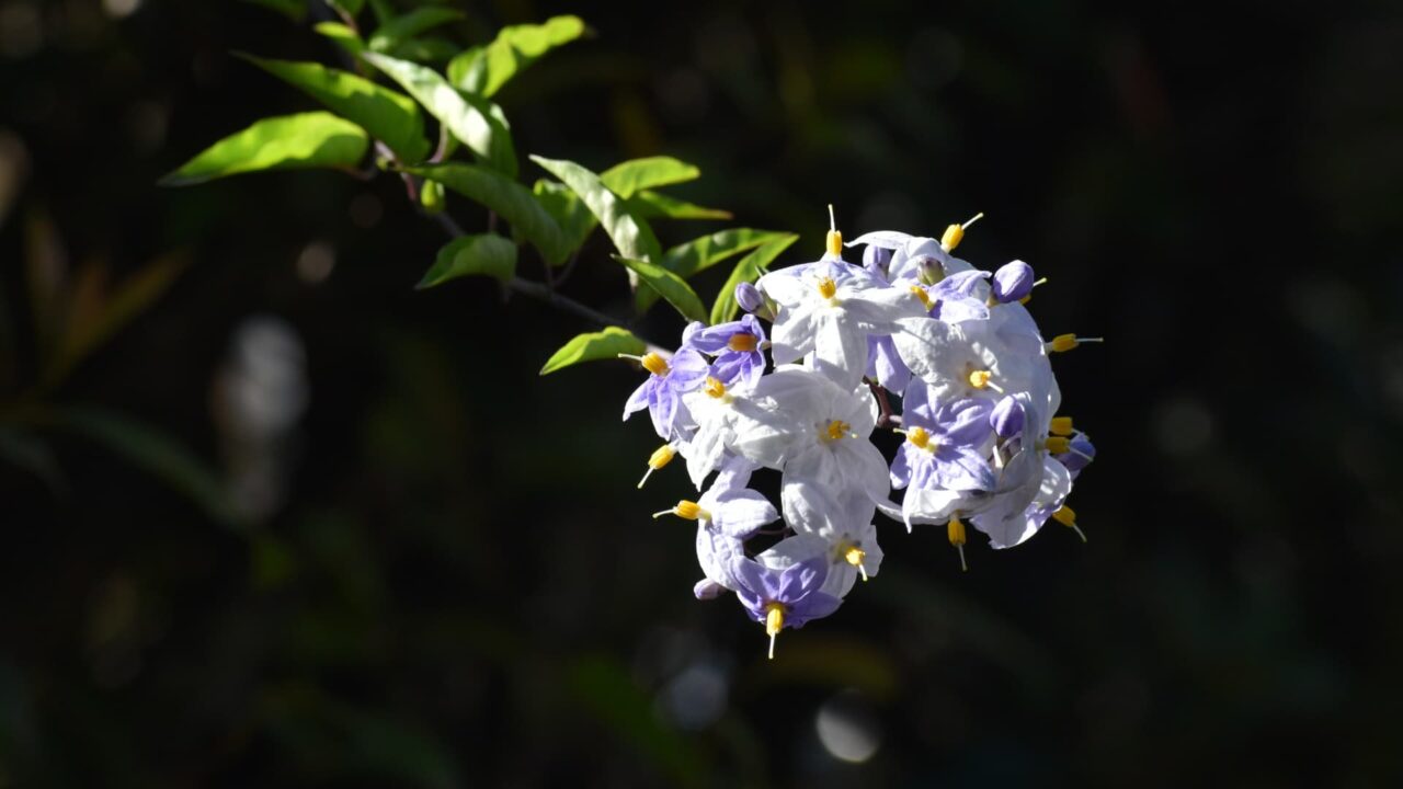 初々しい白・黄・薄紫のツルハナナスの花202008-2