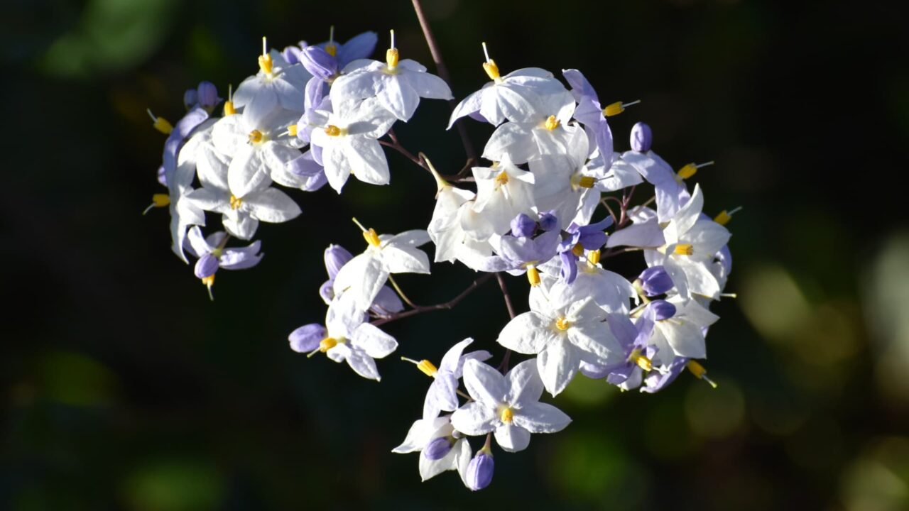 初々しい白・黄・薄紫のツルハナナスの花202008-3
