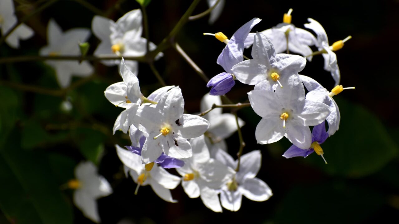 初々しい白・黄・薄紫のツルハナナスの花202008-4