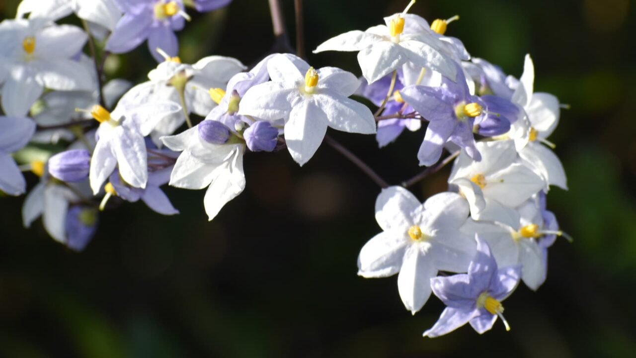 初々しい白・黄・薄紫のツルハナナスの花202008-5