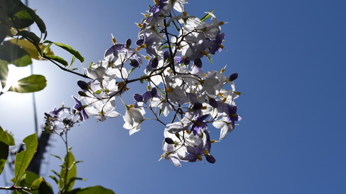 日に透かされ青空に浮かぶツルハナナスの花房202008（キャッチ画像）