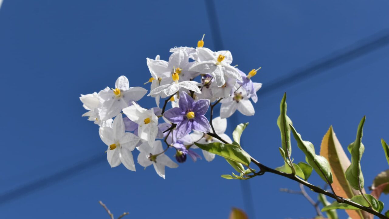 青空に咲くツルハナナス202008-2