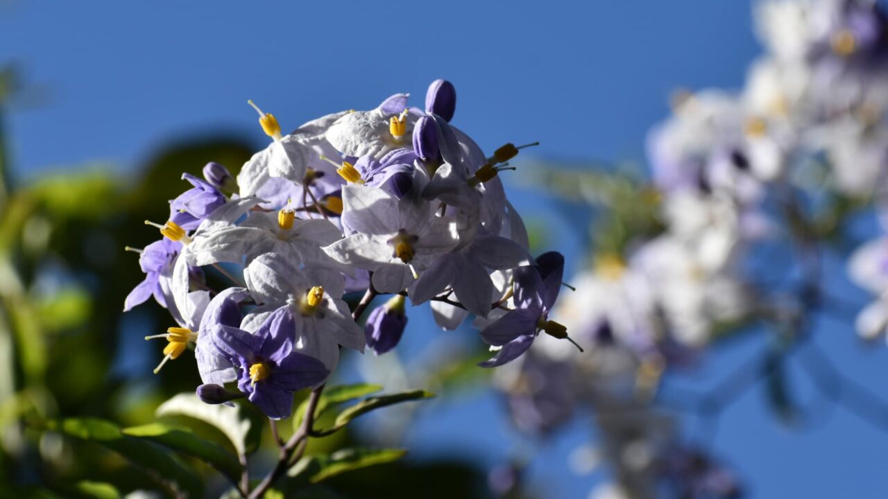 青空に浮かぶツルハナナスの花202008-3