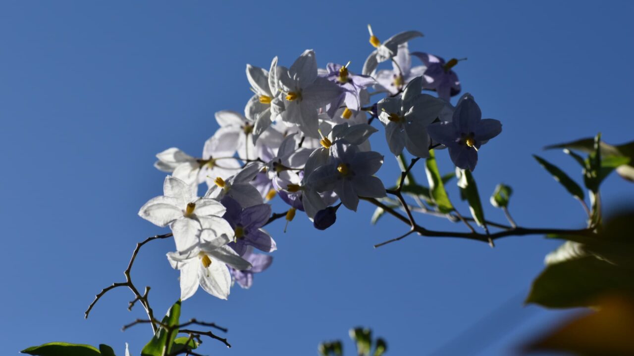 青空に浮かぶツルハナナスの花202008-4
