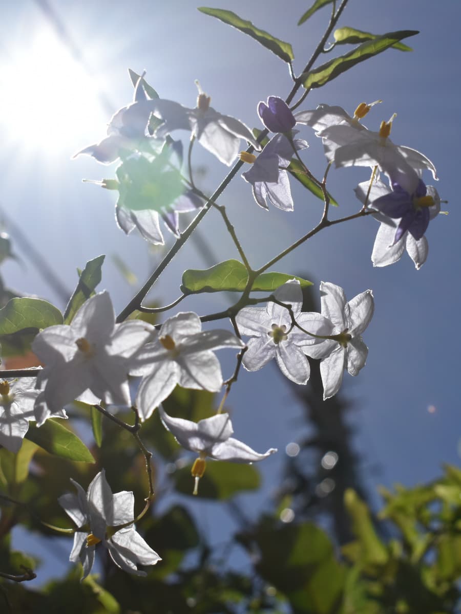 ツルハナナスの短冊202008-5