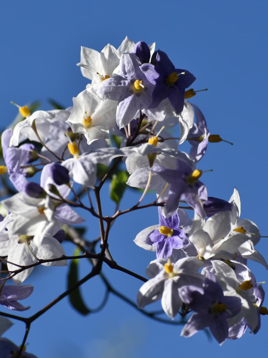 ツルハナナスの短冊202008-6