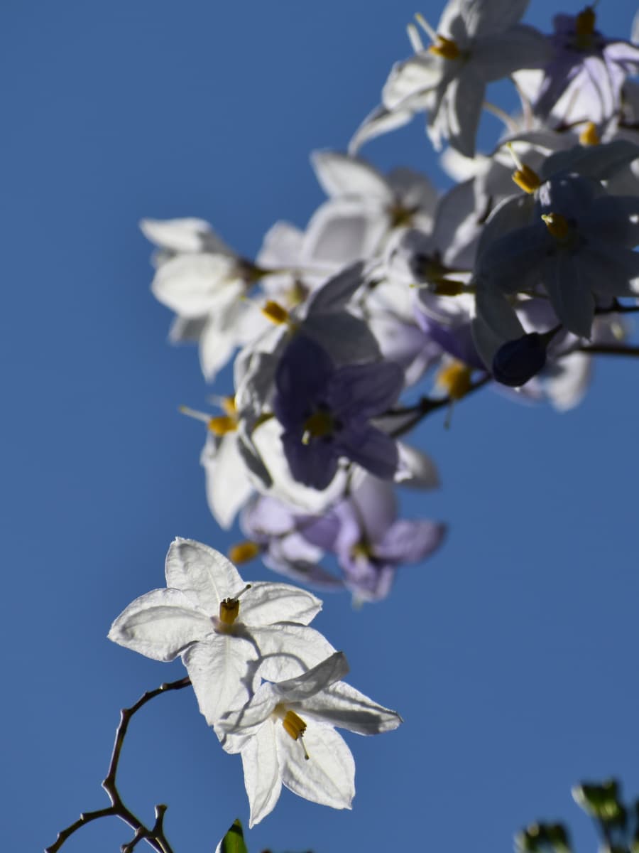 ツルハナナスの短冊202008-7