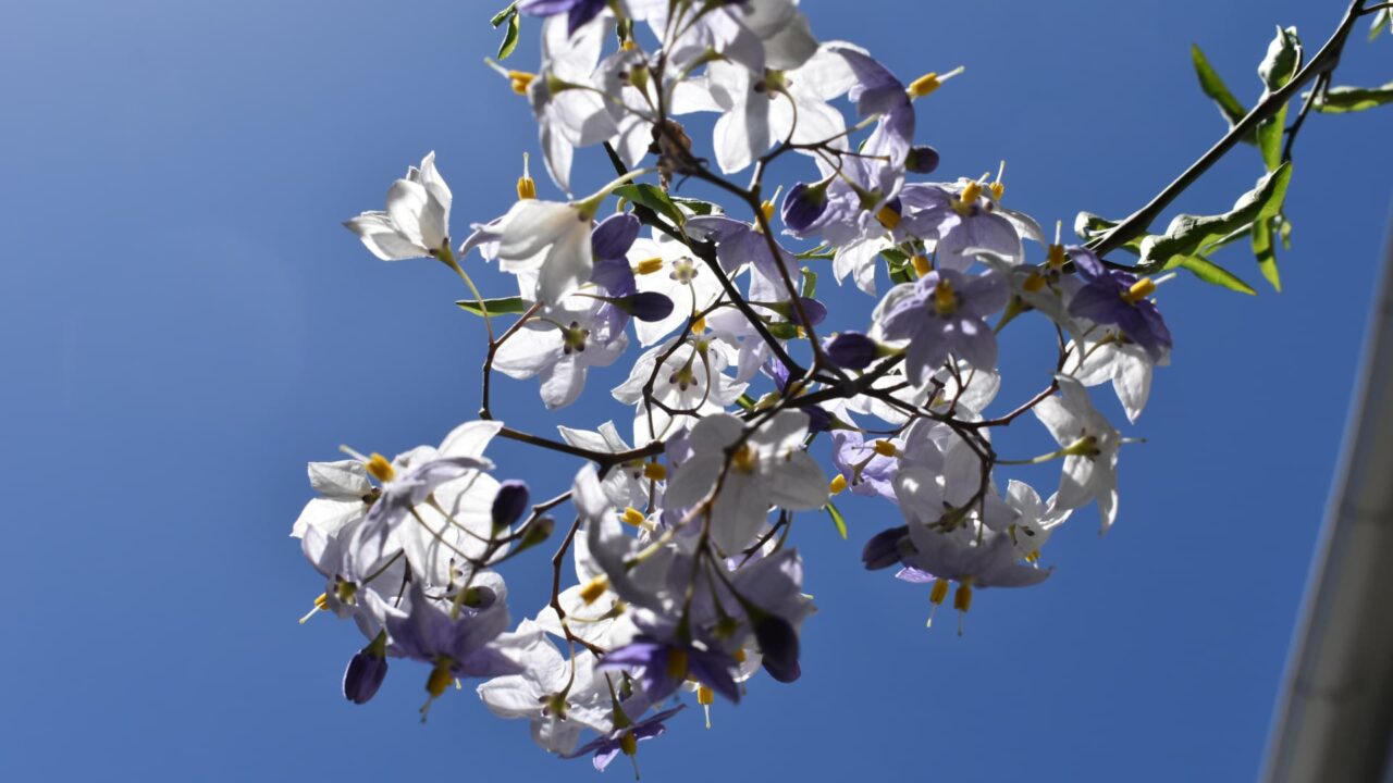 透明感あるツルハナナスの花202008