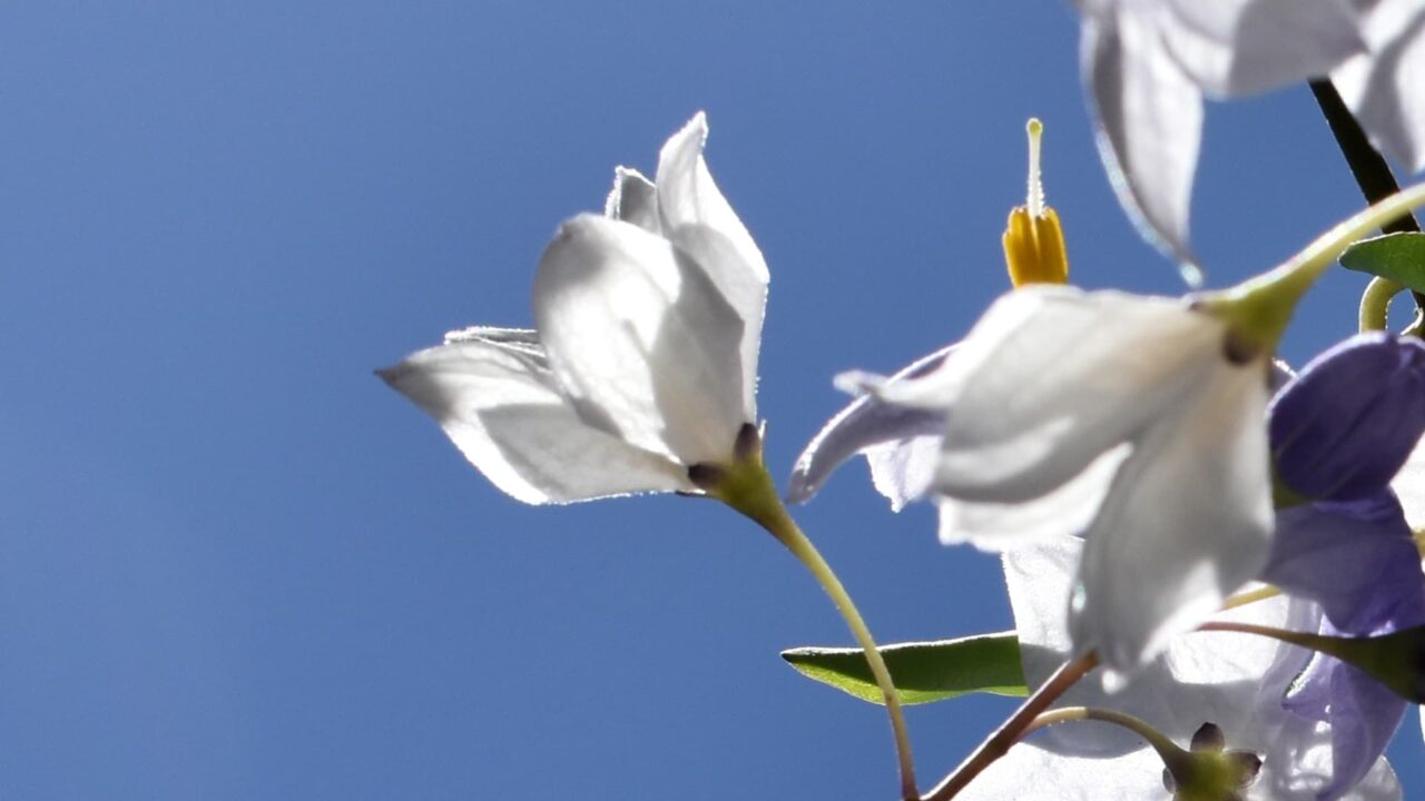 ツルハナナスの花拡大（青空背景）202008